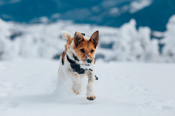 Happy fox terrier running wildly in the snow. Fun with a dog in the mountains. Hiking with a dog.