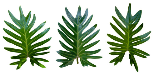 Fototapeta premium three green leaves on white background.