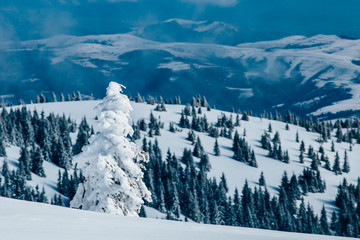 Scenic winter landscape with snowy fir trees. Winter postcard.