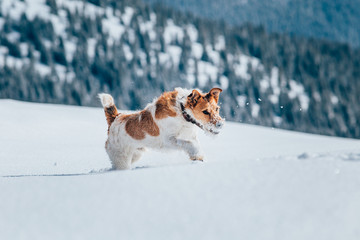 Happy fox terrier running wildly in the snow. Fun with a dog in the mountains. Hiking with a dog.