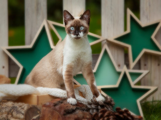 Siamese snowshoe cat