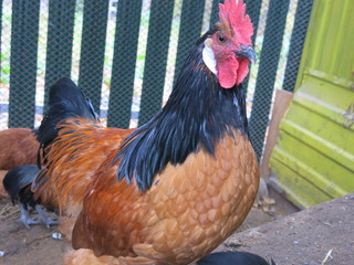 orange chickens in the chicken coop breed forwerk