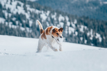 Happy fox terrier running wildly in the snow. Fun with a dog in the mountains. Hiking with a dog.