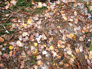 Yellow brown autumn leaves background
