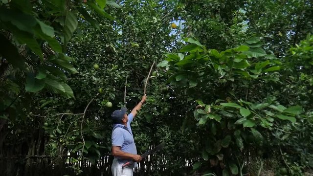 Esta es la muestra de como las persona deben cosechar sus alimentos para subsitir