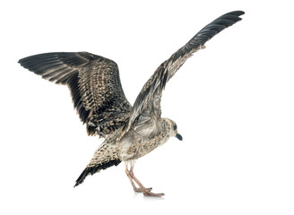 European herring gull