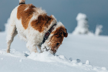 Happy fox terrier running wildly in the snow. Fun with a dog in the mountains. Hiking with a dog.