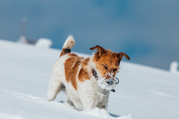 Happy fox terrier running wildly in the snow. Fun with a dog in the mountains. Hiking with a dog.