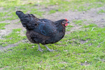 Hen on an organic farm. Free range chicken. Happy Hen The hen lays an egg.