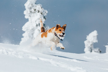 Happy fox terrier running wildly in the snow. Fun with a dog in the mountains. Hiking with a dog.