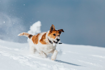 Happy fox terrier running wildly in the snow. Fun with a dog in the mountains. Hiking with a dog.