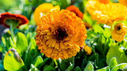 Calendula Flowers