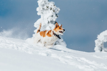 Happy fox terrier running wildly in the snow. Fun with a dog in the mountains. Hiking with a dog.