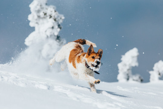 Happy fox terrier running wildly in the snow. Fun with a dog in the mountains. Hiking with a dog.