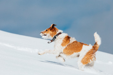 Happy fox terrier running wildly in the snow. Fun with a dog in the mountains. Hiking with a dog.
