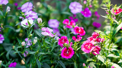 Dianthus Flowers