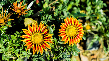 Gazania Flowers