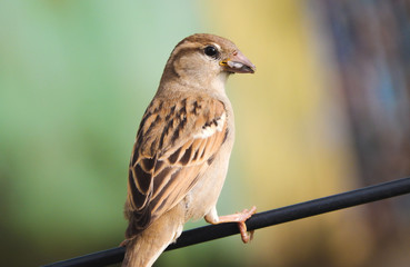 Selective focus photography of brown sparrow perched on the wire, gazing around during daytime. 