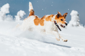 Happy fox terrier running wildly in the snow. Fun with a dog in the mountains. Hiking with a dog.