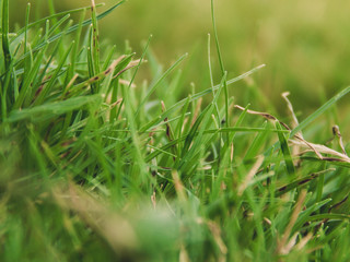 Focus photography of beautiful fresh grass during day-time. 