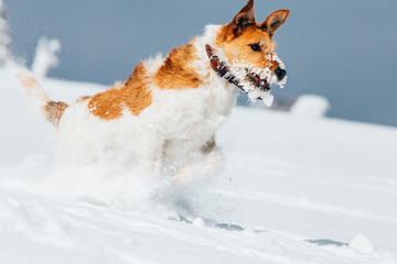 Happy fox terrier running wildly in the snow. Fun with a dog in the mountains. Hiking with a dog.