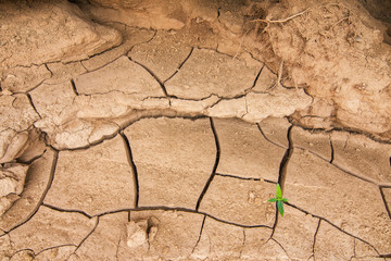 Planta germinando en tierra seca agrietada