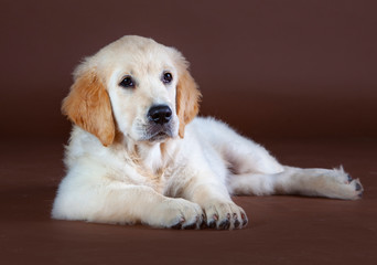 Puppy Golden retriever dog