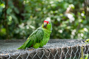 Parrot perched on a large cage, with a tropical forest background. Colombia