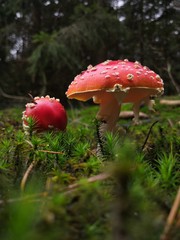 Fly agaric in the forest during the fall season