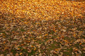 Fallen yellow, orange leaves on the grass in the park. Autumn background, texture