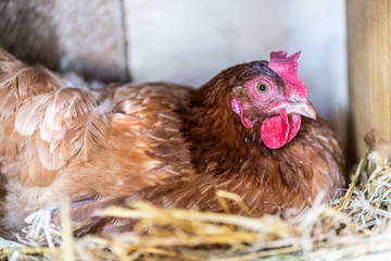 Hen on an organic farm. Free range chicken. Happy Hen The hen lays an egg.