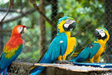 Three macaws perched in a small animal park. Colombia
