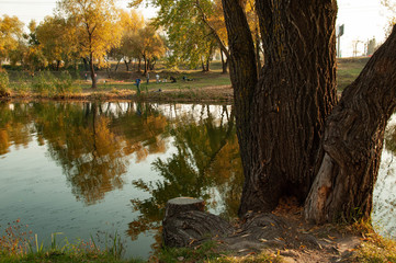 Sunny autumn day in the park with trees and yellow fallen leaves. People are walking in the park.