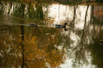 Wild ducks in a pond in an autumn park