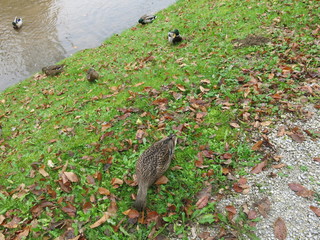 wild duck