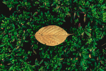 Yellow Leaf 1