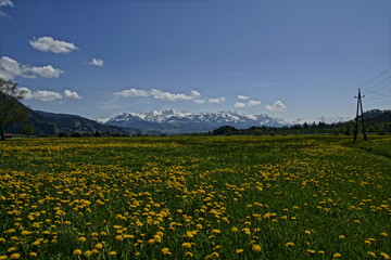 Allgäuer Landschaft