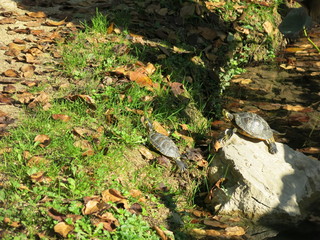 Obraz premium turtles bask in the sun