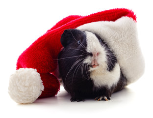 Guinea pig and Christmas hat.