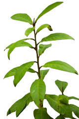 Closeup Of Fresh Green Leaves on White Background