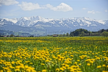 Fototapeta premium Allgäuer Landschaft