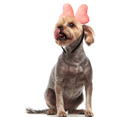 cute yorkshire terrier licking nose and wearing pink bow