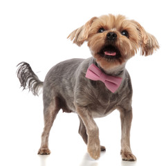 adorable yorkshire terrier looking up and wearing pink bowtie