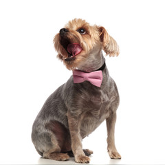 cute yorkshire terrier lookng up and wearing pink bowtie