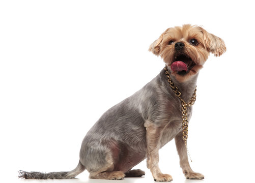 side view of cute yorkshire terrier sticking out tongue