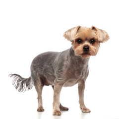 cute yorkshire terrier standing on white background