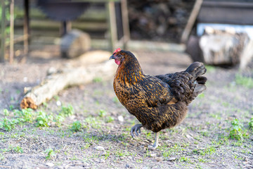 Hen on an organic farm. Free range chicken. Happy Hen The hen lays an egg.