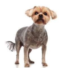 cute yorkshire terrier looking up and standing on white background
