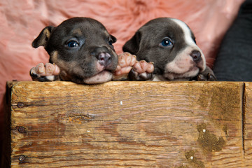 Obraz premium Two lovely American curiously looking away