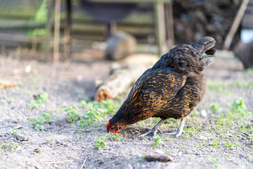 Hen on an organic farm. Free range chicken. Happy Hen The hen lays an egg.